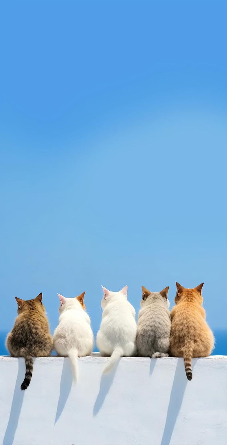 请输入图片描述